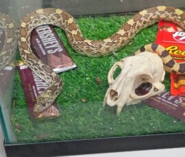 Creepy Candy Cruise 2025